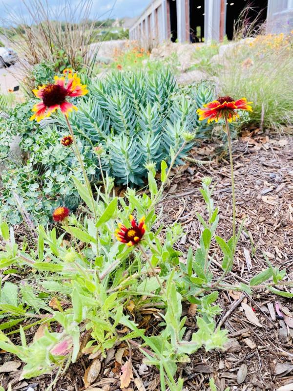 DSRP Flowers