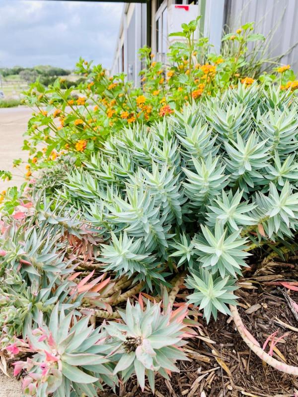 DSRP Flowers