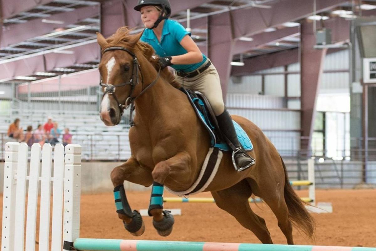Hunter Jumpers